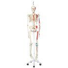 Human Skeleton Model Max on Hanging Stand with Painted Muscle Origins & Inserts - 3B Smart Anatomy, 1020174 [A11/1], Skeleton Models - Life size