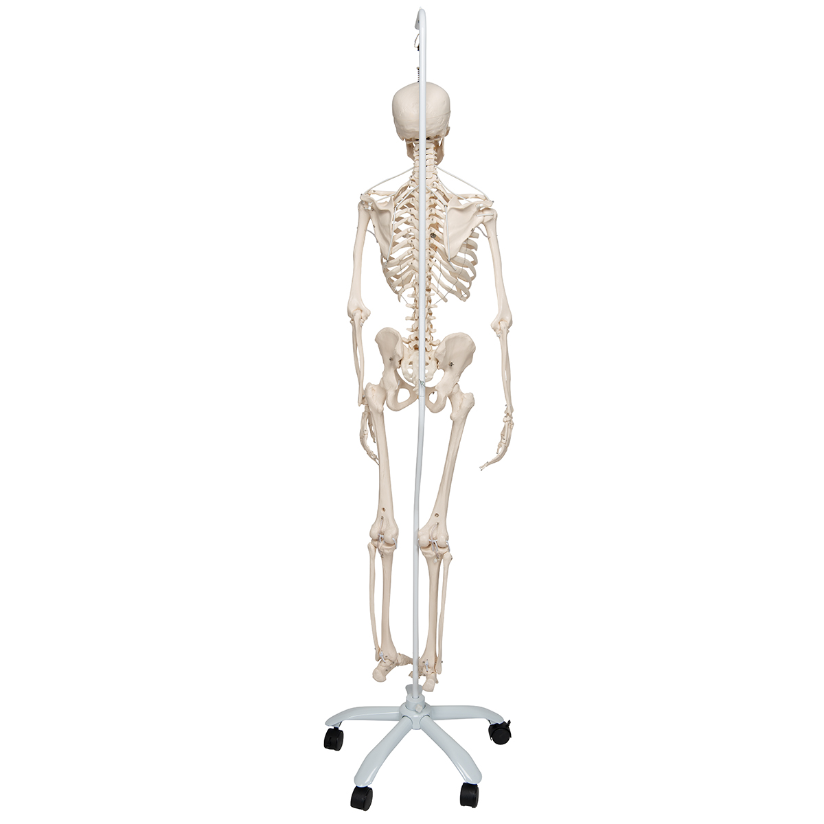 Flexible Skeleton | Flexible Human Skeleton Model Frank | Feldenkrais
