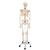 Flexible Human Skeleton Model Fred - 3B Smart Anatomy, 1020178 [A15], Skeleton Models - Life size (Small)