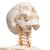 Flexible Human Skeleton Model Fred - 3B Smart Anatomy, 1020178 [A15], Skeleton Models - Life size (Small)