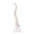Mini Human Spinal Column Model, Flexible Mounted, on Removable Base - 3B Smart Anatomy, 1000043 [A18/21], Mini Skeleton Models (Small)