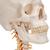 Human Skull Model on Cervical Spine, 4 part - 3B Smart Anatomy, 1020160 [A20/1], Human Spine Models (Small)