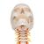 Human Skull Model on Cervical Spine, 4 part - 3B Smart Anatomy, 1020160 [A20/1], Human Skull Models (Small)