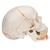 Classic Human Skull Model painted, with Opened Lower Jaw, 3 part - 3B Smart Anatomy, 1020167 [A22/1], Human Skull Models (Small)