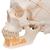 Classic Human Skull Model with Opened Lower Jaw, 3 part - 3B Smart Anatomy, 1020166 [A22], Human Skull Models (Small)
