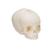 Foetal Skull Model, Natural Cast, 30th Week of Pregnancy - 3B Smart Anatomy, 1000057 [A25], Human Skull Models (Small)