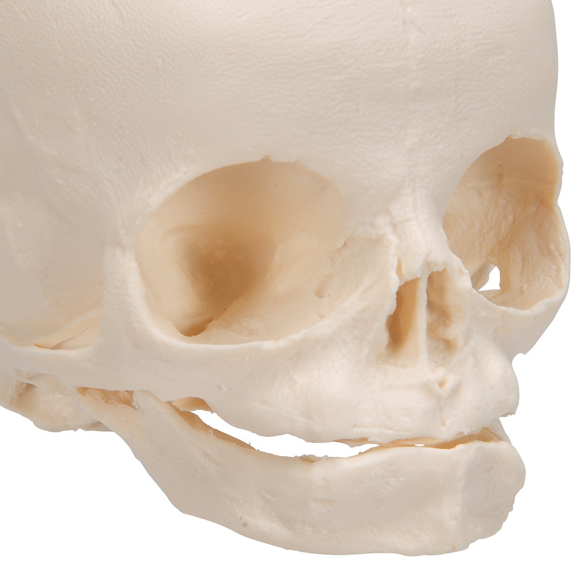 Модель черепа на подставке