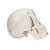 Deluxe Human Demonstration Dental Skull Model, 10 part - 3B Smart Anatomy, 1000059 [A27], Human Skull Models (Small)
