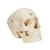 BONElike Human Bony Skull Model, 6 part - 3B Smart Anatomy, 1000062 [A281], Human Skull Models (Small)
