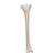 Human Tibia Model- 3B Smart Anatomy, 1019363 [A35/3], Leg and Foot Skeleton Models (Small)