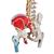 Classic Human Flexible Spine Model with Femur Heads & Painted Muscles - 3B Smart Anatomy, 1000123 [A58/3], Human Spine Models (Small)
