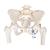 Human Pelvis Skeleton Model, Female with Movable Femur Heads - 3B Smart Anatomy, 1000135 [A62], Genital and Pelvis Models (Small)