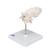 Atlas & Axis Model with Occipital Plate, Wire Mounted, on Removable Stand - 3B Smart Anatomy, 1000142 [A71/5], Individual Bone Models (Small)