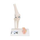 Mini Human Knee Joint Model with Cross Section - 3B Smart Anatomy, 1000170 [A85/1], Joint Models