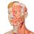 Life-Size Dual Sex Human Figure, Half Side with Muscles, 39 part - 3B Smart Anatomy, 1000209 [B53], Muscle Models (Small)