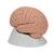 Introductory Human Brain Model, 2 part - 3B Smart Anatomy, 1000223 [C15/1], Brain Models (Small)