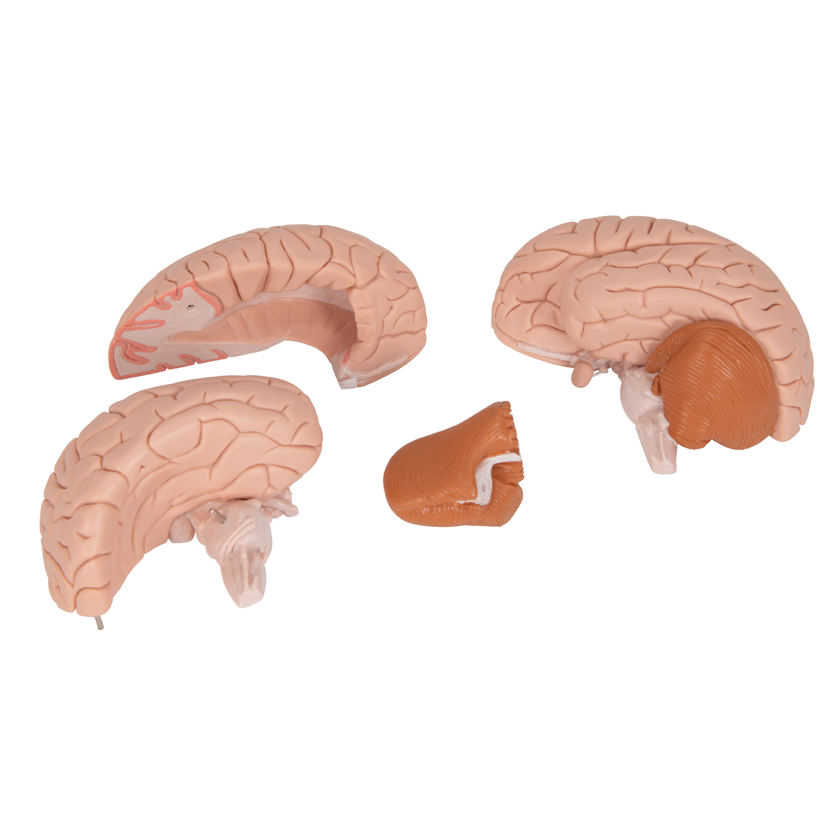 Brain 16. Модель мозга человека анатомическая. Форма мозг пластик. Модель мозга в разрезе купить.