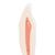 Lower Canine Human Tooth Model, 2 part - 3B Smart Anatomy, 1000241 [D10/2], Replacements (Small)