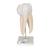 Upper Triple-Root Molar Human Tooth Model, 3 part - 3B Smart Anatomy, 1017580 [D10/5], Replacements (Small)
