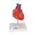 Classic Human Heart Model, 2 part - 3B Smart Anatomy, 1017800 [G08], Human Heart Models (Small)
