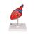Classic Human Heart Model, 2 part - 3B Smart Anatomy, 1017800 [G08], Heart Health and Fitness Education (Small)