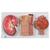 Human Kidney Section Model with Nephrons, Blood Vessels & Renal Corpuscle - 3B Smart Anatomy, 1000299 [K11], Urology Models (Small)
