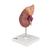 Kidney Model with Adrenal Gland, 2 part - 3B Smart Anatomy, 1014211 [K12], Urology Models (Small)