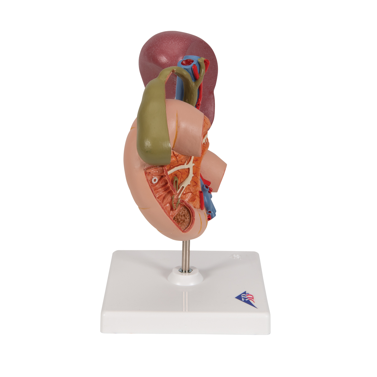 Life Size Model Of Rear Organs Of Upper Abdomen 3b Smart Anatomy