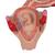 Embryo Model, 2nd Month - 3B Smart Anatomy, 1000323 [L10/2], Human (Small)