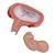 Fetus Model, 5th Month in Dorsal Position - 3B Smart Anatomy, 1000327 [L10/6], Human (Small)