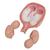 Twin Fetuses Model, 5th Month in Normal Position - 3B Smart Anatomy, 1000328 [L10/7], Human (Small)