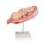 Fetus Model, 7th Month - 3B Smart Anatomy, 1000329 [L10/8], Human (Small)