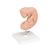 Human Embryo Model, 25 times Life-Size - 3B Smart Anatomy, 1014207 [L15], Human (Small)