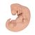 Human Embryo Model, 25 times Life-Size - 3B Smart Anatomy, 1014207 [L15], Human (Small)