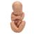 Pregnancy Pelvis Model in Median Section with Removable Fetus (40 weeks), 3 part - 3B Smart Anatomy, 1000333 [L20], Pregnancy and Childbirth Education (Small)
