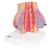 Model of Female Breast with Healthy & Unhealthy Tissue - 3B Smart Anatomy, 1008497 [L56], Women's Health Education (Small)
