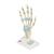 Hand Skeleton Model with Ligaments & Carpal Tunnel - 3B Smart Anatomy, 1000357 [M33], Arm and Hand Skeleton Models (Small)