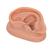 3B Acupuncture Ear, left, 1000374 [N15/1L], Acupuncture Charts and Models (Small)