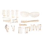 Dog skeleton (Canis lupus familiaris), size L, disarticulated, 1020993 [T300091LU], Pets