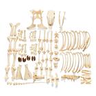 Bovine Cow skeleton (Bos taurus), without horns, disarticulated, 1020975 [T300121w/oU], Osteology