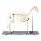 Horse Skeleton (Equus ferus caballus), Female, Specimen, 1021002 [T300141f], Odd-toed Ungulates (Perissodactyla)