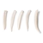 Tooth Types of Different Mammals (Mammalia), 1021044 [T300291], Comparative Anatomy