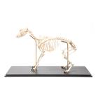 Dog Skeleton (Canis lupus familiaris), Size M, Flexibly Mounted, Specimen, 1020990 [T300401M], Pets