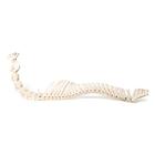 Horse (Equus ferus caballus), spinal column, flexibly mounted, 1021048 [T30056], Osteology