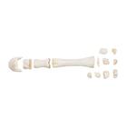 Horse metacarpal bones, 1021067 [T30068], Osteology