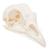 Chicken Skull (Gallus gallus domesticus), Specimen, 1020968 [T30070], Ornithology (Ornithology) (Small)