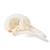 Pigeon Skull (Columba livia domestica), Specimen, 1020984 [T30071], Stomatology (Small)