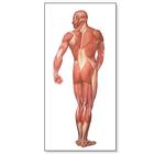 The Human Musculature Chart, rear, 1001153 [V2005M], Muscle