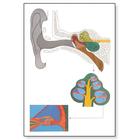 Human Ear Chart, 4006520 [V2010U], Anatomical Charts