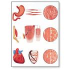 Muscle Tissue Chart, 1001212 [V2052M], Anatomical Charts
